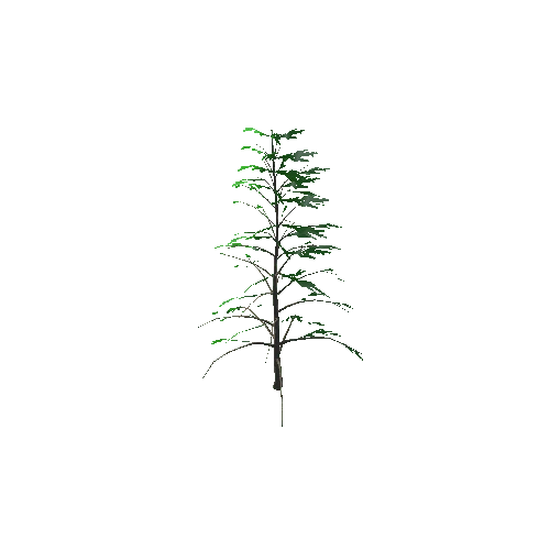 SM_TreeFir_V4 Variant